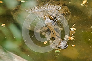 The False Gharial header is under water