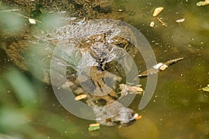The False Gharial header is under water