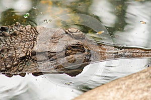 The False Gharial header is under water