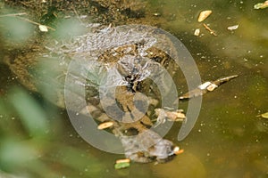 The False Gharial header is under water