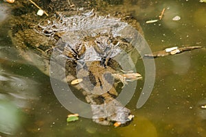The False Gharial header is under water
