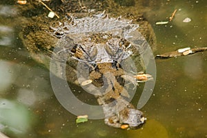 The False Gharial header is under water