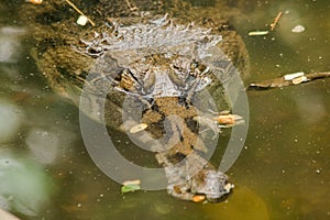 The False Gharial header is under water