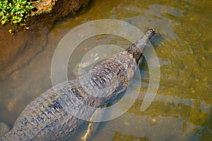 False Gharial resting in the water