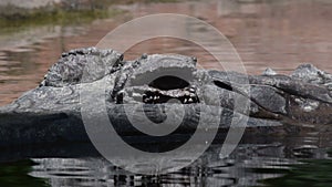 False gharial or Tomistoma half submerged in a natural park