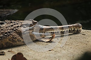 False gharial Tomistoma schlegelii