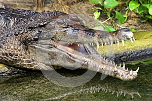 false gharial tomistoma schlegelii