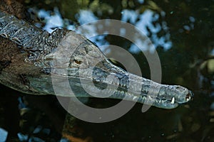 False gharial (Tomistoma schlegelii).