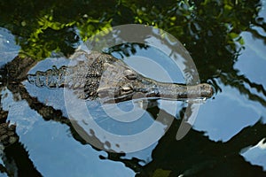 False gharial (Tomistoma schlegelii).