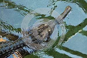 False gharial (Tomistoma schlegelii).