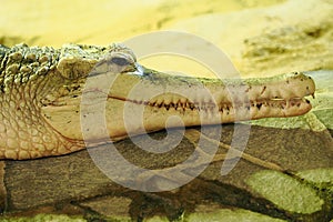 The false gharial (Tomistoma schlegelii), also known by the names Malayan gharial