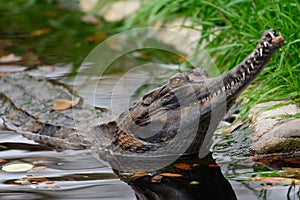 False gharial Tomistoma schlegelii