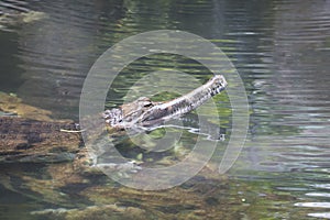 False gharial, Tomistoma schlegelii, water