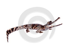 The false gharial , Tomistoma schlegelii, on white