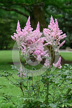 False goat’s beard Astilbe arendsii Punk Rock, deep pink flowering plant