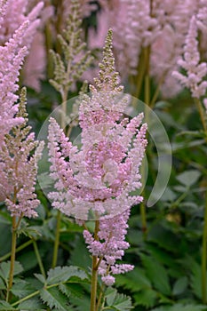 False goat’s beard Astilbe chinensis Vision Inferno, plume of creamy-pink flowers