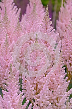 False goat’s beard Astilbe chinensis Vision Inferno, sea of creamy-pink flowers