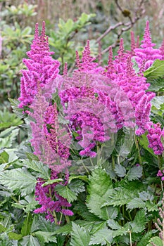 False goat’s beard Astilbe chinensis Vision in Red, plants with reddish-pink flowers