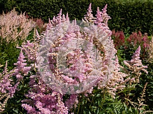 False goatsbeard (Astilbe x arendsii) \'America\' flowering with pink feathery flowers in attractive plume