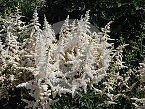 False goatsbeard (Astilbe x arendsii) \'Ellie\' flowering with erect panicles of showy white plumes in the