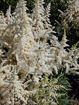 False goatsbeard (Astilbe x arendsii) \'Ellie\' flowering with erect panicles of showy white plumes in the