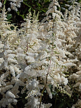 False goatsbeard (Astilbe x arendsii) \'Ellie\' flowering with panicles of large, showy white plumes in the