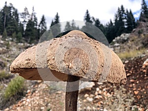 False Grandpa Mushroom Lepiota bruneoincarnata