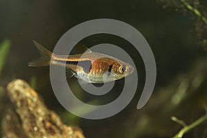 False harlequin, Trigonostigma espei in the  freshwater aquarium