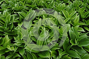 False Helebore, Veratrum Viride, Growing Along A Stream In The A