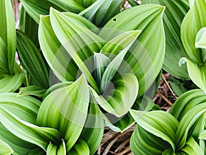 False hellebores (Veratrum sp), in mountain meadows