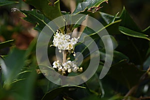 False holly  Osmanthus heterophyllus  flowers.