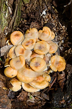 False honey agarics
