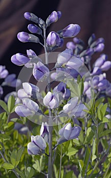 A Single Stem of False Indigo