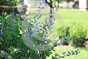 False Indigo Flower photo