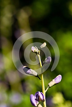 False Indigo Buds