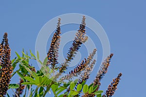 False Indigo Bush. Amorpha fruticosa. Small Purple Blooms.