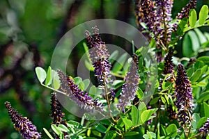 False Indigo Bush. Amorpha fruticosa. Small Purple Blooms.