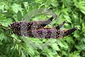 False Indigo Bush Flowers