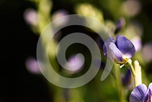 False Indigo Flower