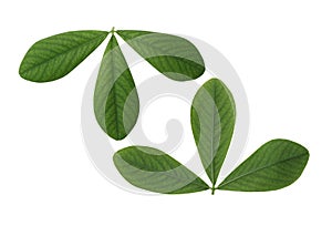 False Indigo Leaf
