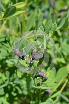 False indigo Solar Flare