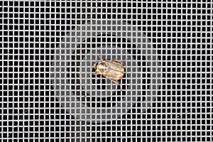 False japanese beetle clinging to metal mesh screen