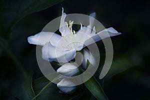 False jasmine in bloom, ornamental white flower on shrub branch