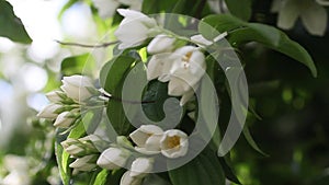 False jasmine, Mock orange (Philadelphus)