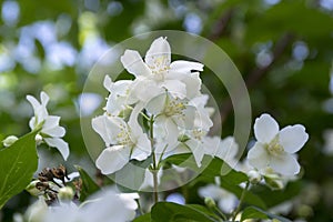 False jasmine, mock-orange, Philadelphus in bloom