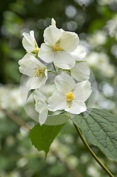 False jasmine, mock-orange, Philadelphus in bloom