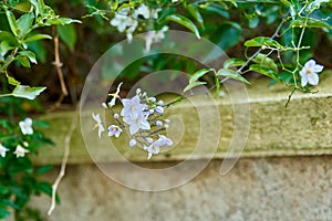 False jasmine nightshade, white flowers in autumn