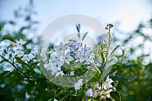 False jasmine nightshade, white flowers in autumn