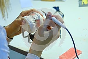 False jaw in the hands of a female dentist doctor. Prosthetists are working on the creation of artificial teeth