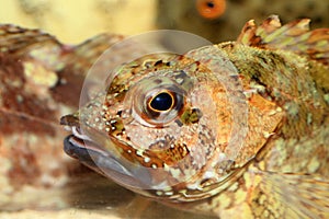 False kelpfish